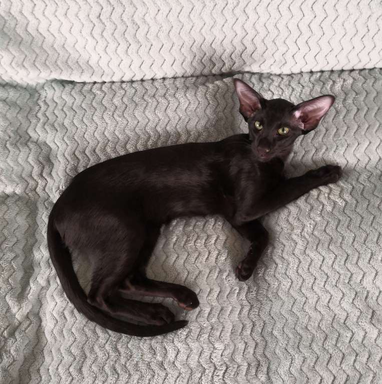 Кошки в Перми: Ориентальный котенок (девочка) Девочка, 25 000 руб. - фото 2