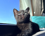 Кошки в Калининграде: Черный Кот-это избыток души❤️🐈‍⬛ Мальчик, Бесплатно - фото 1