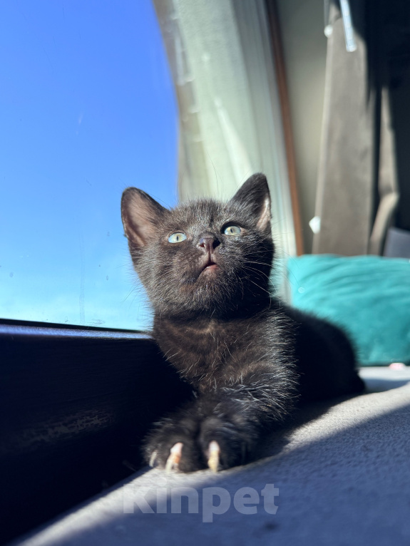 Кошки в Калининграде: Черный Кот-это избыток души❤️🐈‍⬛ Мальчик, Бесплатно - фото 1
