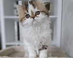 Кошки в Ярославле: Шотландская длинношерстная девочка Девочка, 35 000 руб. - фото 9