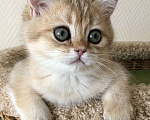 Кошки в Ковровом: Котёнок британской золотой шиншиллы  Мальчик, 50 000 руб. - фото 1
