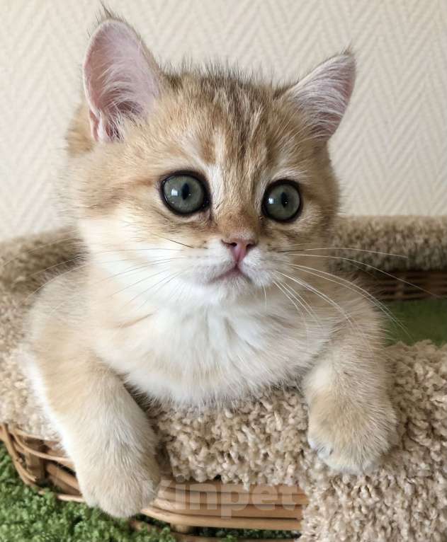 Кошки в Ковровом: Котёнок британской золотой шиншиллы  Мальчик, 50 000 руб. - фото 1
