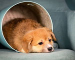 Собаки в Колпино: Щенок вельш-корги пемброк  Девочка, 60 000 руб. - фото 1