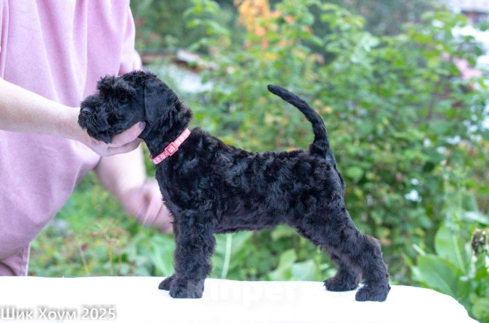 Собаки в Перми: Щенок Керри-Блю-терьера Девочка, 60 000 руб. - фото 4