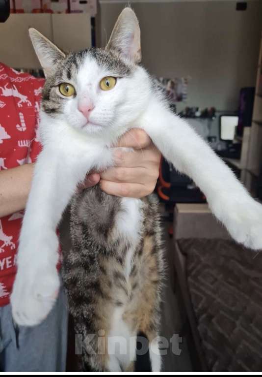 Кошки в Санкт-Петербурге: Корсик ждет своего Человека Мальчик, Бесплатно - фото 5