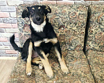 Собаки в Бронницах: Девочка 3 месяца Девочка, 1 руб. - фото 6
