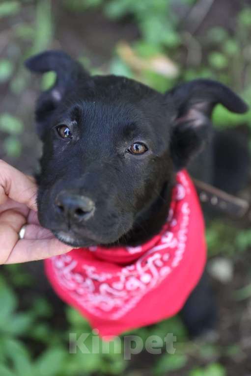 Собаки в Москве: Щенки метисы лабрадора и овчарки в добрые руки Девочка, Бесплатно - фото 10