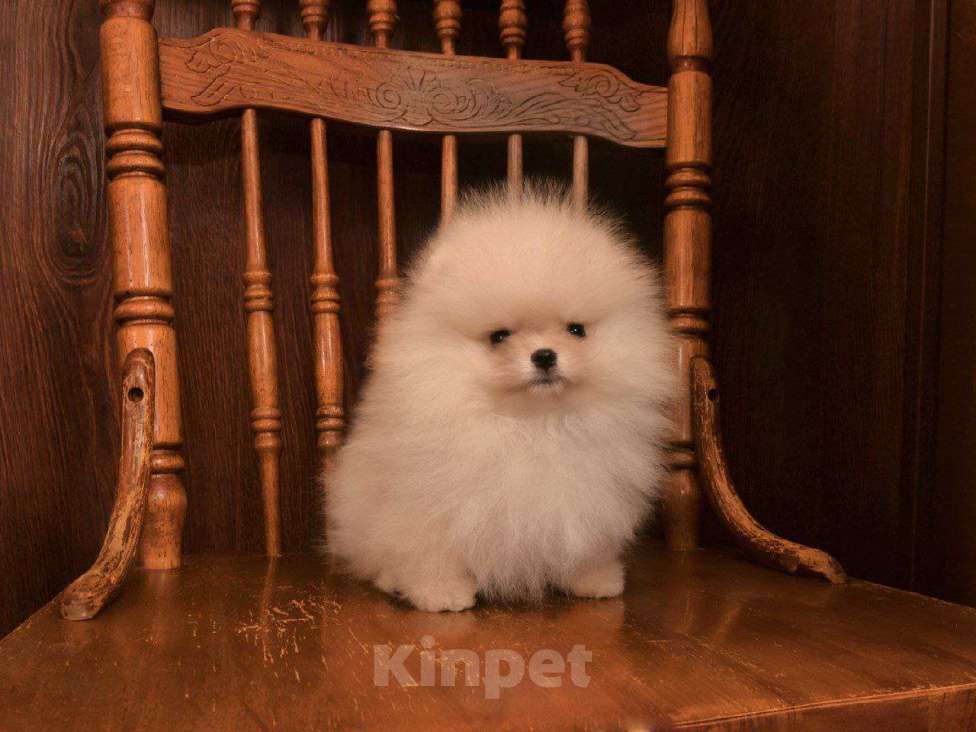 Собаки в Москве: Померанский шпиц (очаровательный мальчик)  Мальчик, 65 000 руб. - фото 6