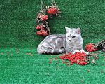 Кошки в Красноярске: Британский котенок-подросток  Мальчик, 5 000 руб. - фото 1