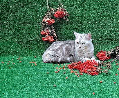 Объявление: Британский котенок-подросток , 5 000 руб., Красноярск