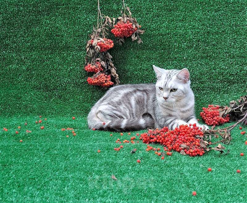 Кошки в Красноярске: Британский котенок-подросток  Мальчик, 5 000 руб. - фото 1