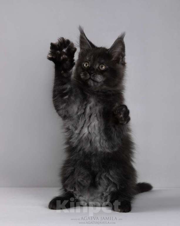 Кошки в Москве: Мейн-кун Зорро сладкий пирожок Мальчик, 105 000 руб. - фото 3