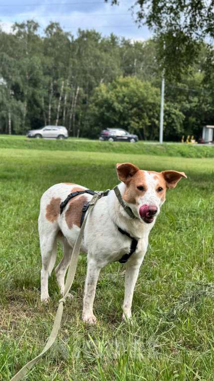 Собаки в Москве: Веснушка, девочка поцелованная солнцем Девочка, Бесплатно - фото 8