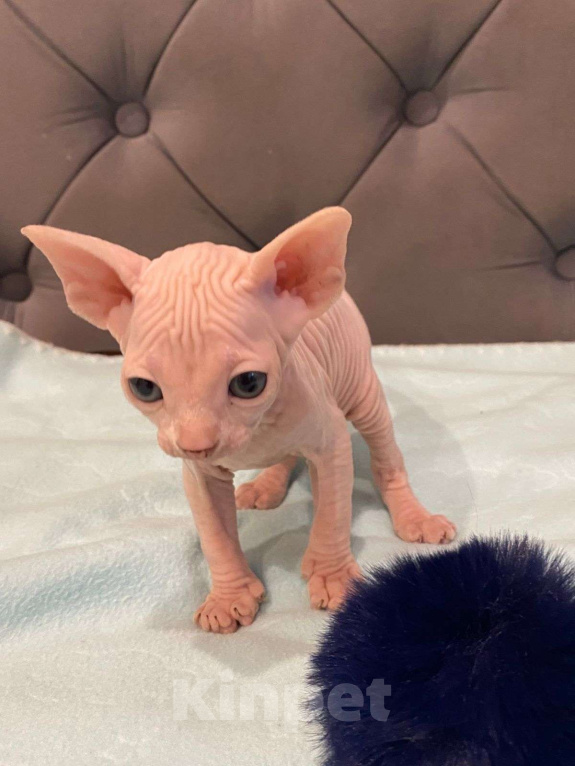 Кошки в Москве: Топовые котята эльф  Мальчик, 60 000 руб. - фото 9