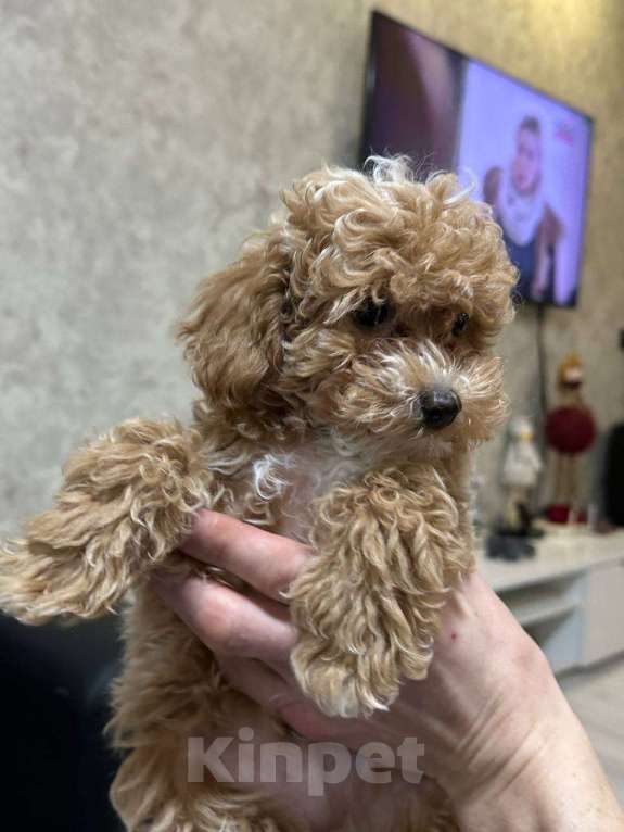 Собаки в Москве: Щенки мальтипу Мальчик, 200 000 руб. - фото 3