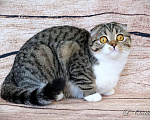 Кошки в Ярославле: Молодая шотландская вислоухая кошечка Девочка, 5 000 руб. - фото 1