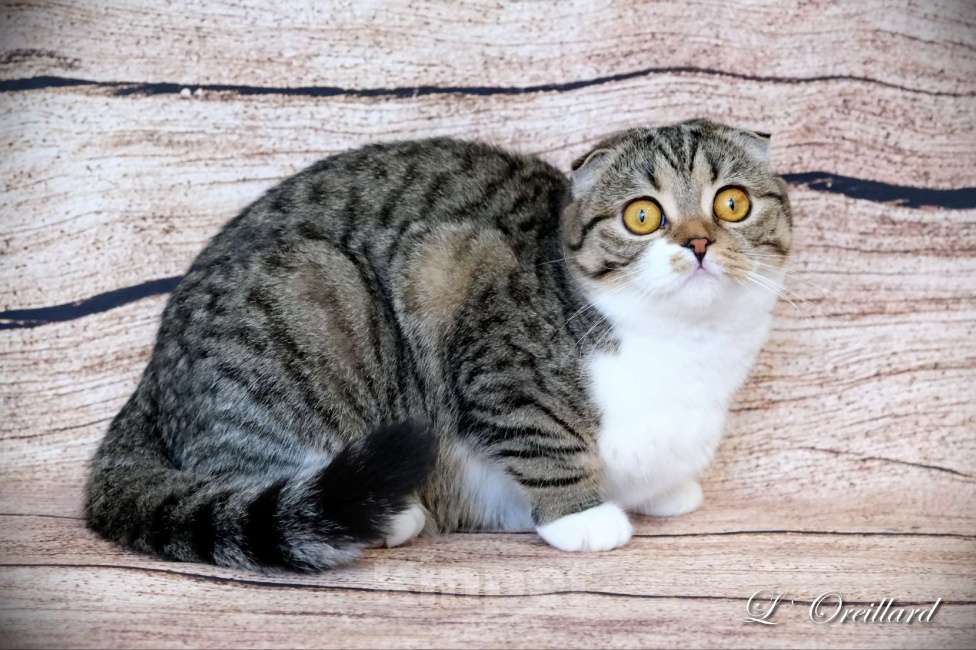 Кошки в Ярославле: Молодая шотландская вислоухая кошечка Девочка, 5 000 руб. - фото 1