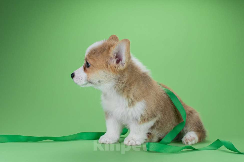 Собаки в Москве: Щенки вельш-корги пемброк Мальчик, 45 000 руб. - фото 2