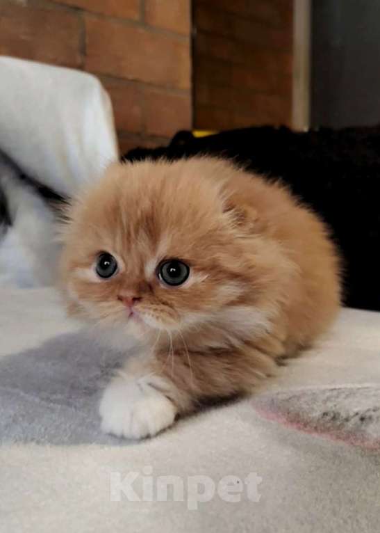 Кошки в Москве: Котята шотландские Мальчик, 25 000 руб. - фото 4