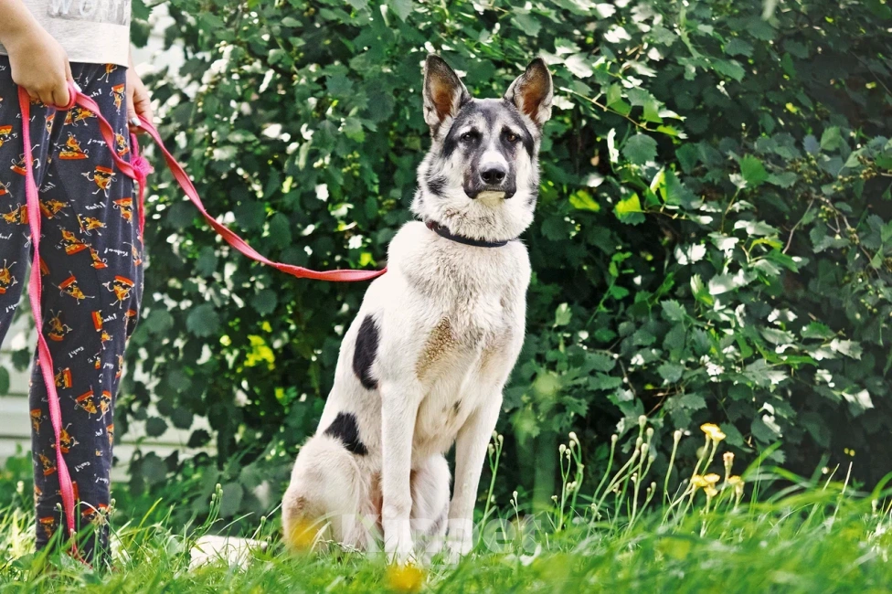 Собаки в Сергиеве Посаде: Аша якутенок Девочка, Бесплатно - фото 10