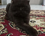 Кошки в Кстово: Кот вязка, 1 000 руб. - фото 7