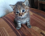 Кошки в Горячем Ключе: Малыши ищут дом, Бесплатно - фото 4