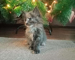 Кошки в Новохоперске: Котята Мейн Кун, 12 000 руб. - фото 3