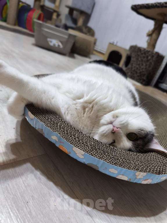 Кошки в Москве: Кошка Луша в добрые руки Девочка, Бесплатно - фото 4