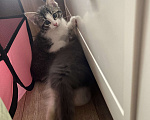 Кошки в Химках: Отдам котенка Мальчик, Бесплатно - фото 1