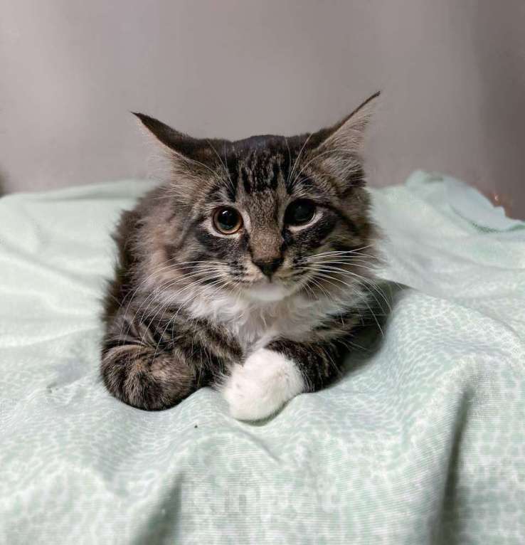 Кошки в Санкт-Петербурге: Мальчик скромный 4 мес Мальчик, 100 руб. - фото 3