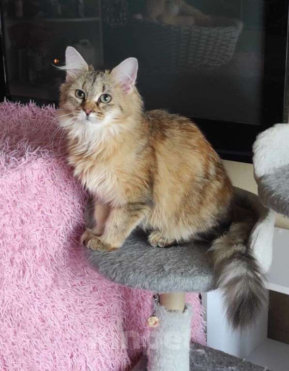 Кошки в Новосибирске: Wesnushka Девочка, 65 000 руб. - фото 8