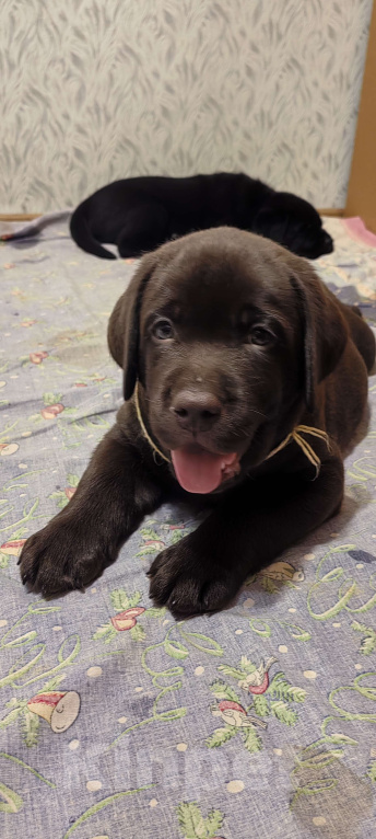 Собаки в Тюмени: Лабрадор ретривер  Мальчик, Бесплатно - фото 1