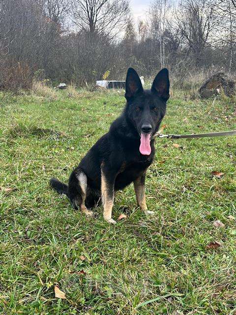 Собаки в Москве: Потрясающе дружелюбный пёс Макс в добрые руки Мальчик, Бесплатно - фото 5