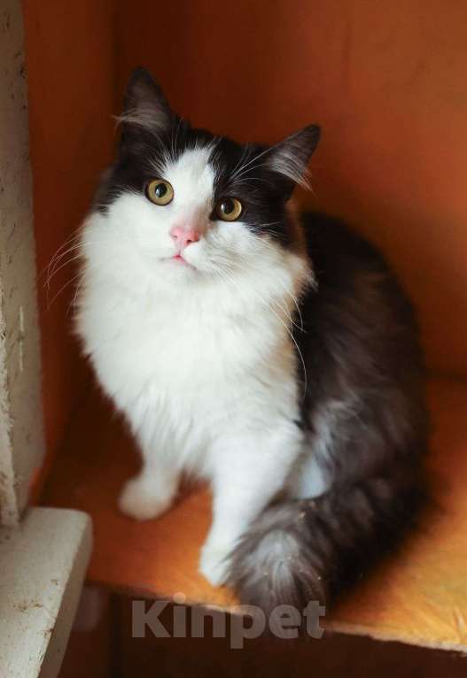 Кошки в других городах Московской области: Томик ищет дом Мальчик, Бесплатно - фото 2