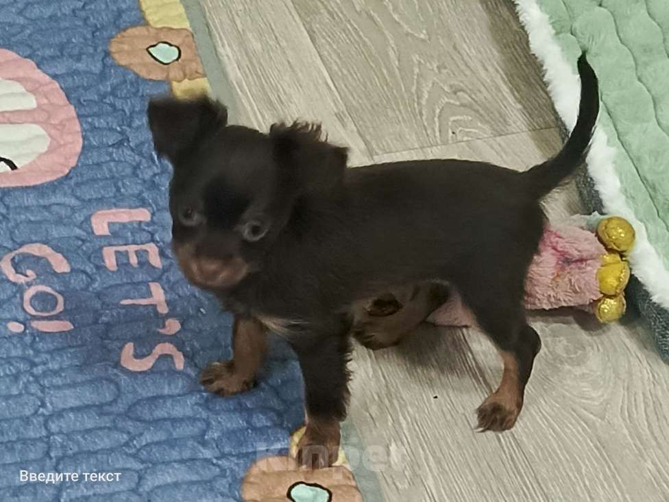 Собаки в Великом Новгороде: Русский той длинношёрстный Мальчик, 30 000 руб. - фото 10