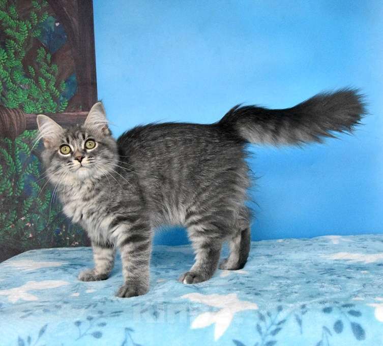 Кошки в Москве: Сибирский котёнок Девочка, Бесплатно - фото 5