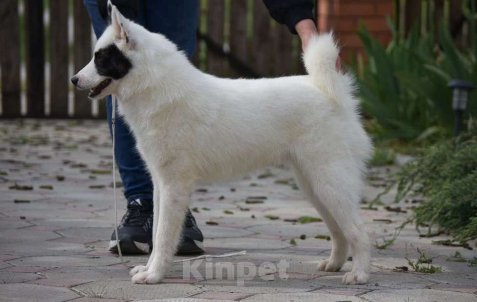Собаки в Москве: Ненецкая оленегонная лайка кобель Храброе сердце. Мальчик, 40 000 руб. - фото 3