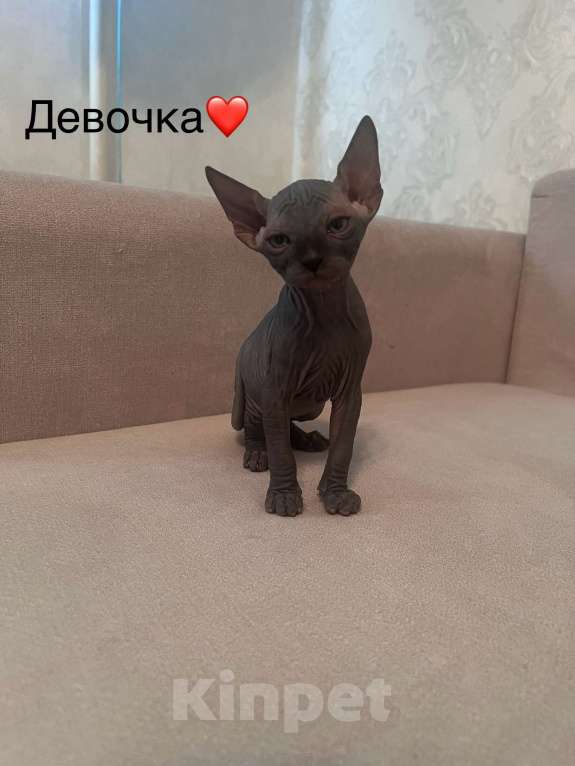 Кошки в Балашихе: Канадский сфинкс «Юна» Девочка, 25 000 руб. - фото 1