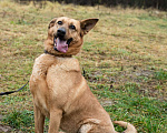 Собаки в Москве: Лаки Девочка, Бесплатно - фото 1
