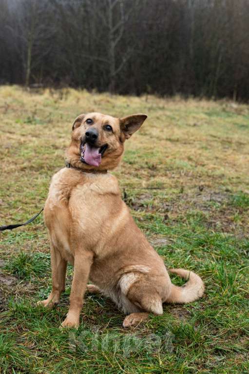 Собаки в Москве: Лаки Девочка, Бесплатно - фото 1
