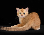 Кошки в Обнинске: Шотландский кот Мальчик, Бесплатно - фото 1