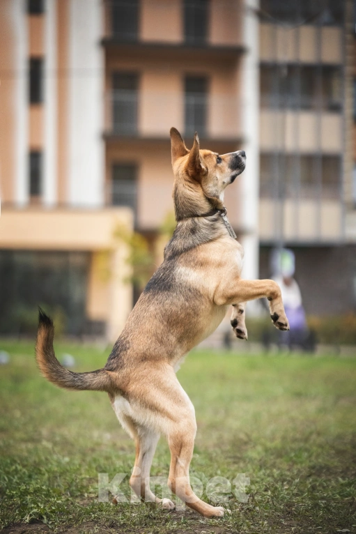 Собаки в Санкт-Петербурге: Собаки из приюта: нежный молодой Рей Мальчик, Бесплатно - фото 10