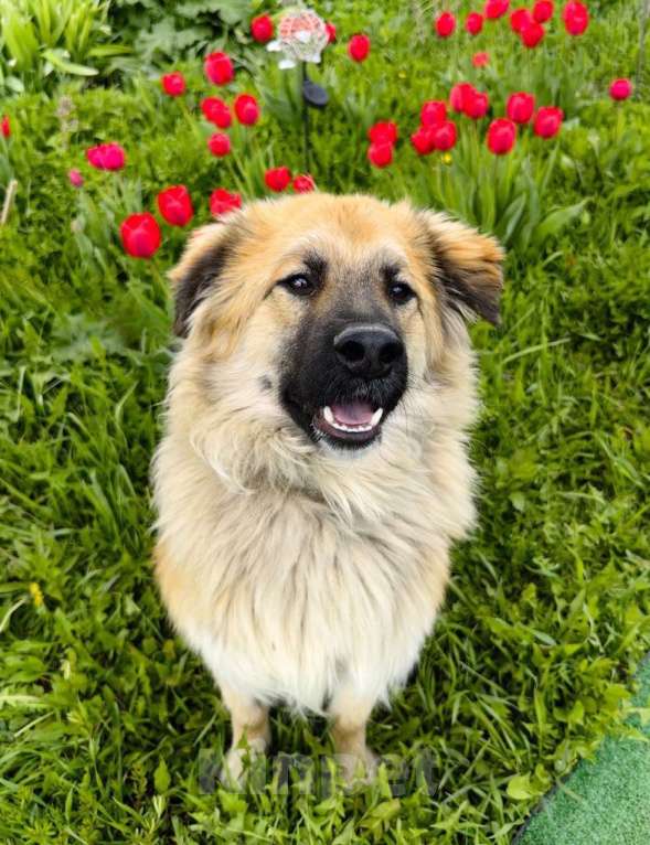 Собаки в Москве: Пушистый пёс Джек ищет дом Мальчик, 1 руб. - фото 6