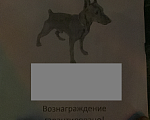 Собаки в Волжском: Потерялся пёс  Мальчик, 10 000 руб. - фото 3