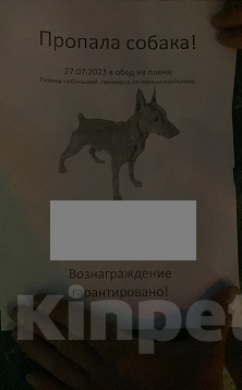 Собаки в Волжском: Потерялся пёс  Мальчик, 10 000 руб. - фото 3