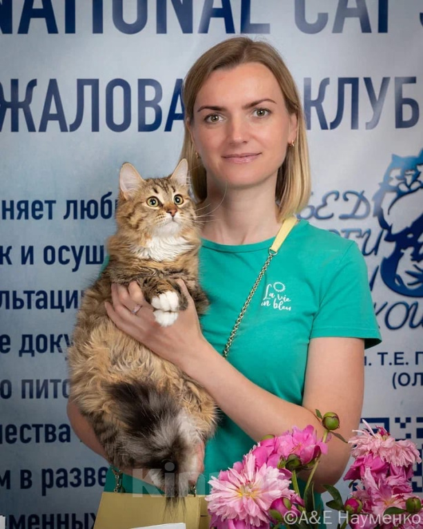 Кошки в Москве: Сибирская кошка с белыми лапками Девочка, 45 000 руб. - фото 7