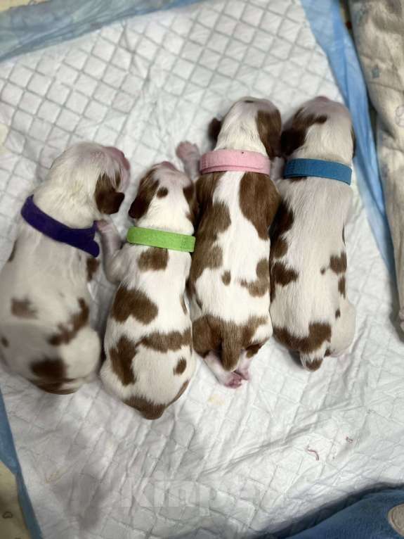 Собаки в Комсомольске-На-Амуре: Щенки благородного происхождения  Девочка, 130 000 руб. - фото 8