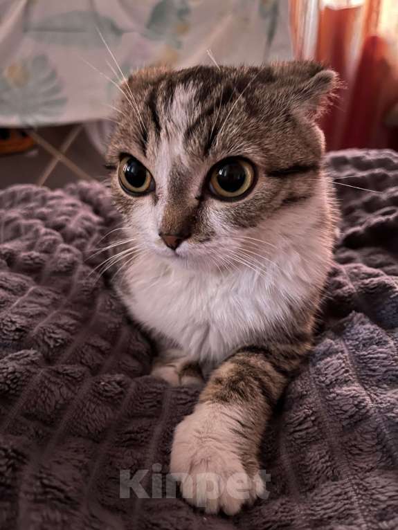 Кошки в Кемерово: Отдам котенка в добрые руки Мальчик, Бесплатно - фото 1