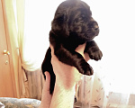 Собаки в Кирове: Продаются щенки лабрадора-ретривера Мальчик, 35 000 руб. - фото 1
