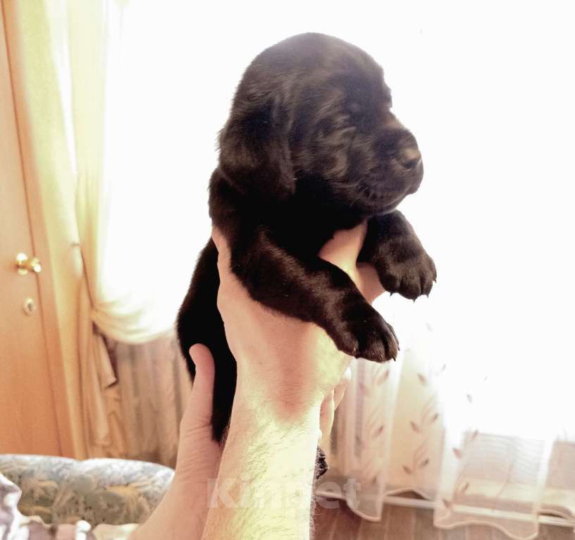 Собаки в Кирове: Продаются щенки лабрадора-ретривера Мальчик, 35 000 руб. - фото 1